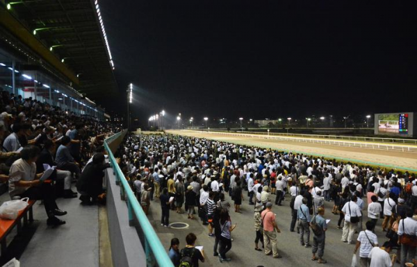 Horse Arena lighting | Green Light