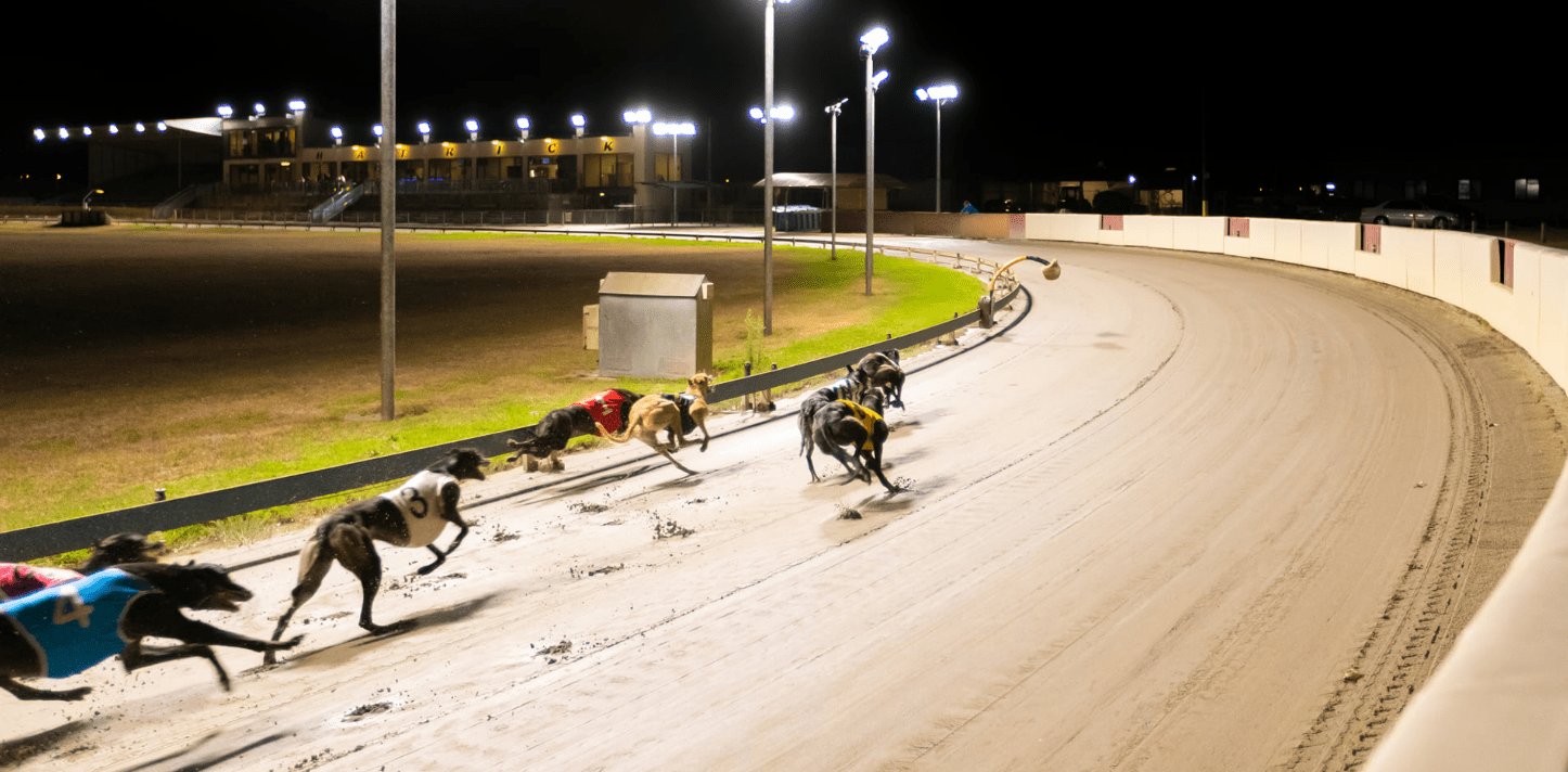Greyhound Racing lighting